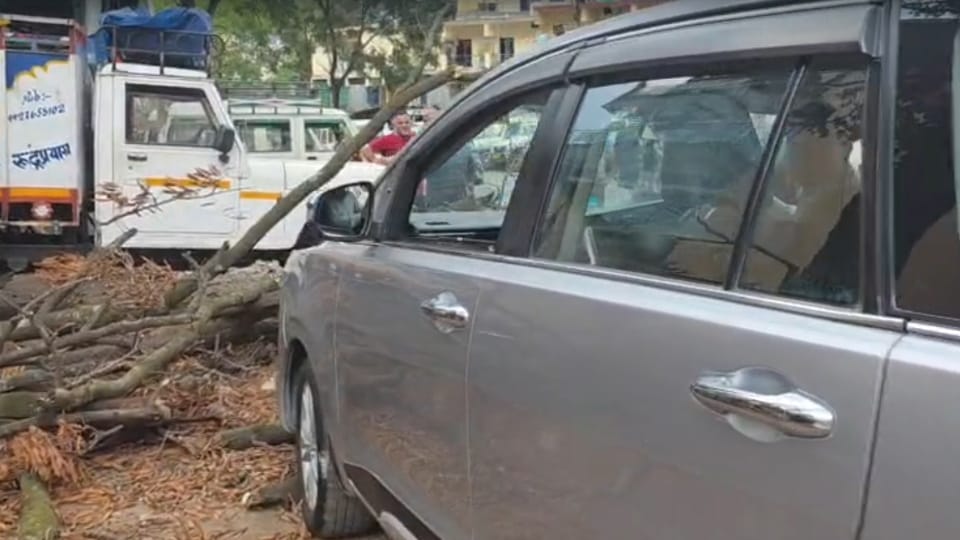कार पर गिरा पेड़