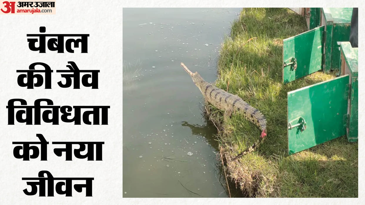 Chambal Gharial Conservation Centre Welcomes 54 New Gharial Hatchlings news in Hindi