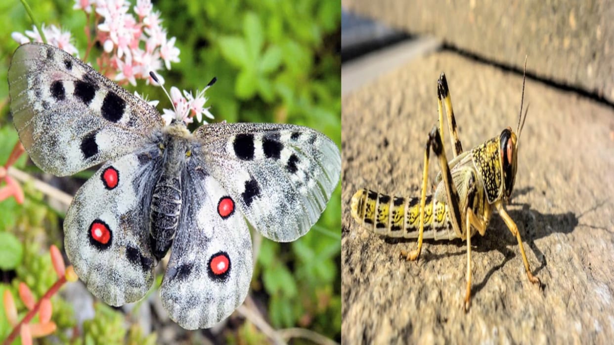 Climate Change Impact: Several Insect Species Shift 300 Meters Upward into High Himalayan Regions