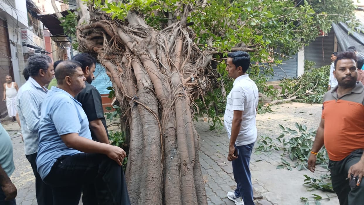 Auraiya Massive Tree Falls in Sadar Bazaar 11000 Volt Power Line Brought Down Route Blocked