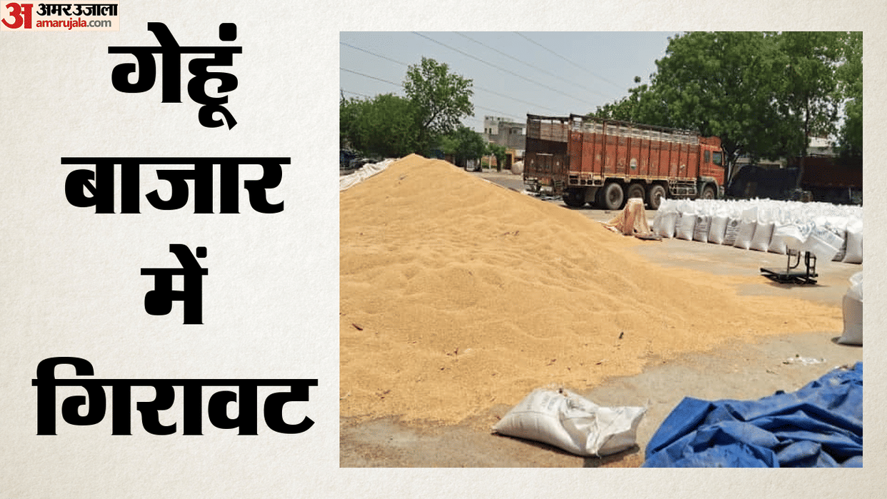 India Records High Wheat Procurement and Production, Market Prices Fall Amid Strong Government Stocks