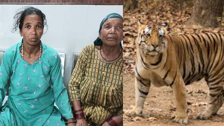 Uttarakhand: खटीमा में जंगल में पत्ते काटने गई महिला पर बाघ ने किया हमला, साथ की महिलाओं के शोर मचाने पर भागा