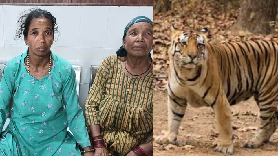 Tiger Attacks Woman Who Went to Collect Leaves in Forest in Khatima Badly Injured
