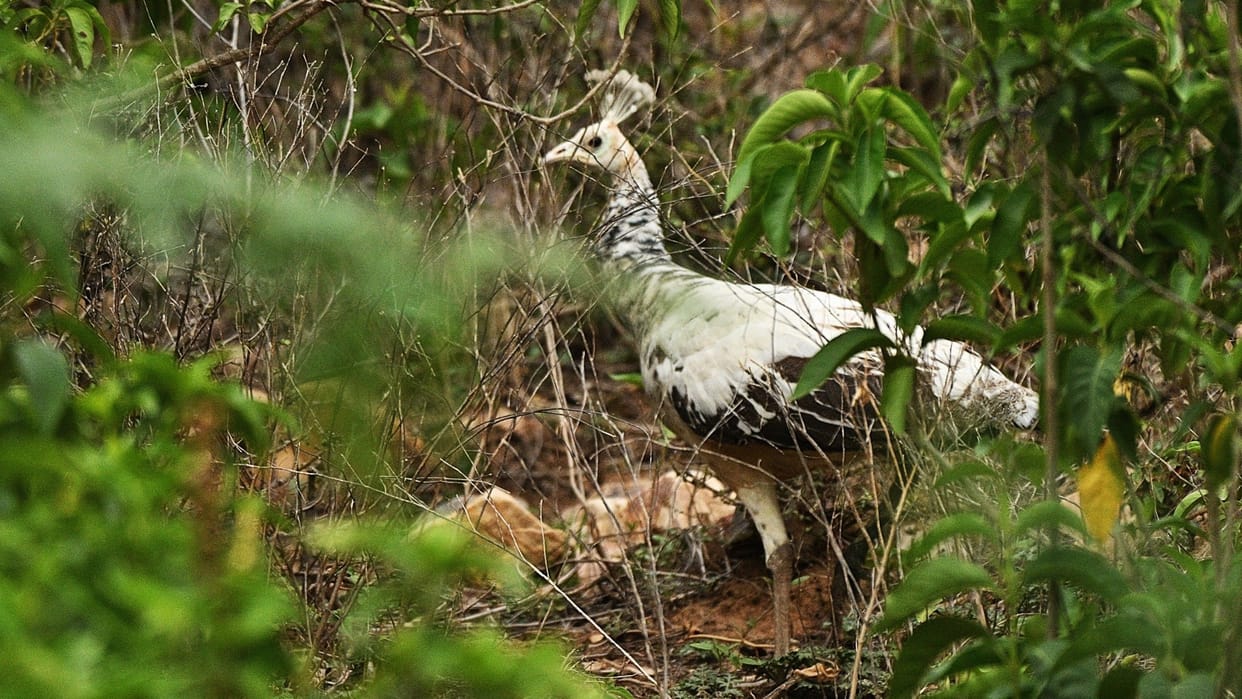 rare white peacock sighted for first time in sariska tiger reserve viral