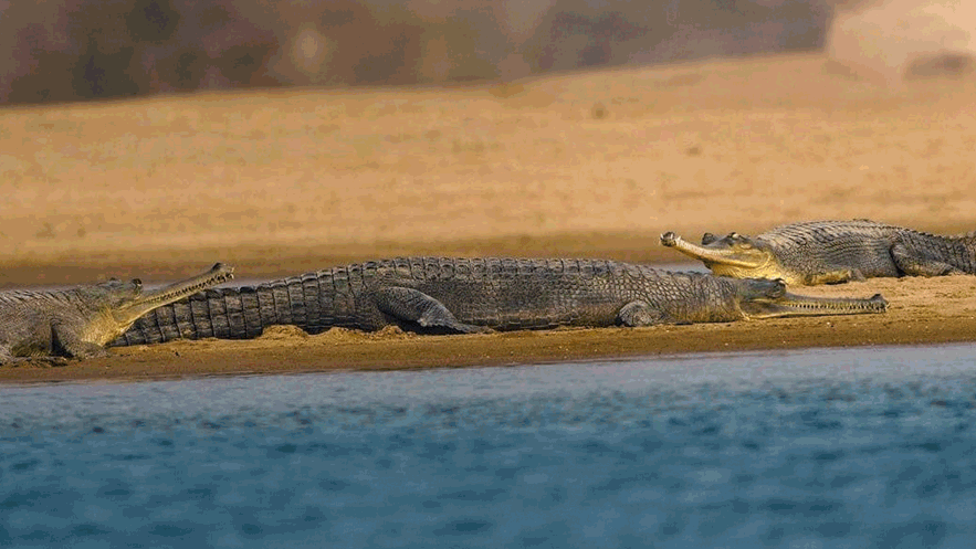 From Dacoit Stronghold to Wildlife Haven: Chambal River Witnesses Remarkable Revival of Biodiversity