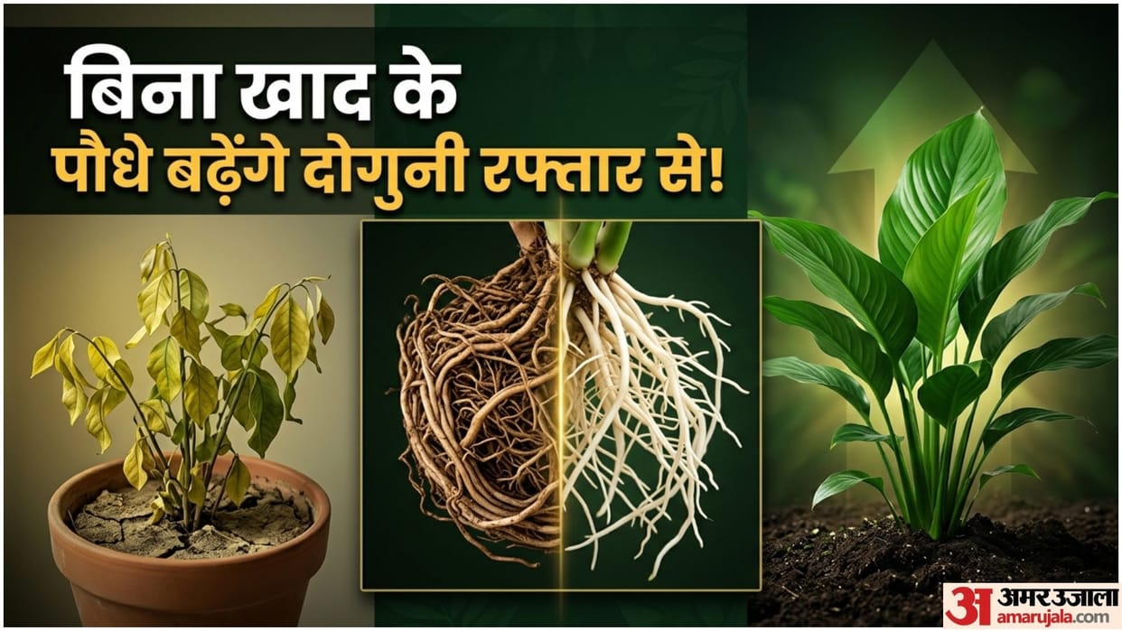 World Environment Day 2026 Gardening Tips How To Make Plants Grow Faster Without Fertilizer in Hindi