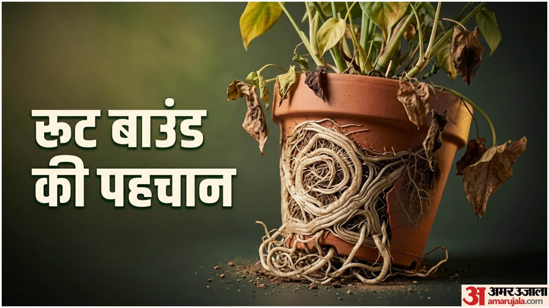 World Environment Day 2026 Gardening Tips How To Make Plants Grow Faster Without Fertilizer in Hindi