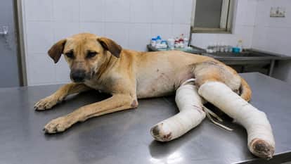 Female dog both legs broken