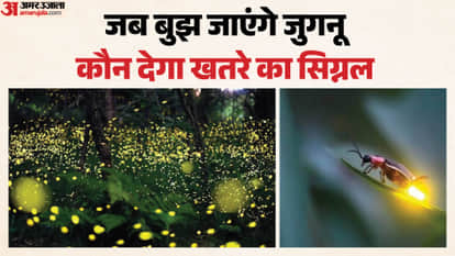 story of the beautiful insect's disappearance: What happens if the 'fireflies' vanish? Scientists issue a