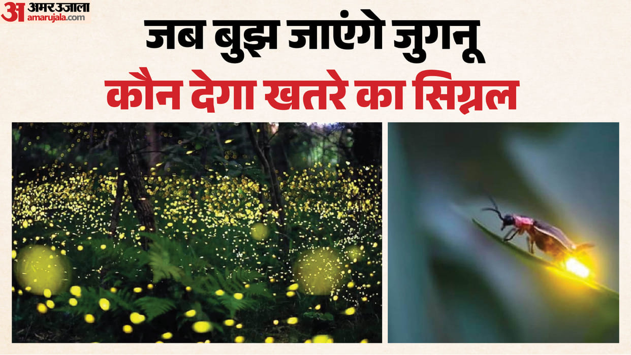 story of the beautiful insect's disappearance: What happens if the 'fireflies' vanish? Scientists issue a