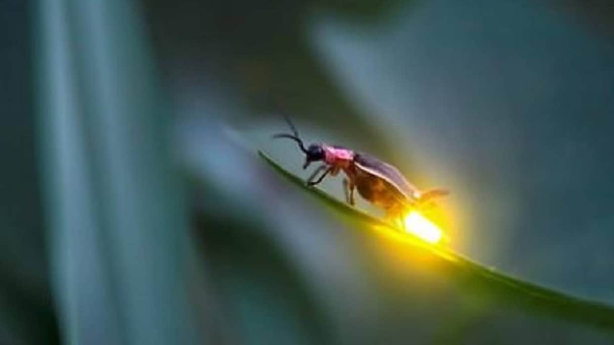 Firefly walks and nature walks connecting people with nature where have natural stars of earth actually gone