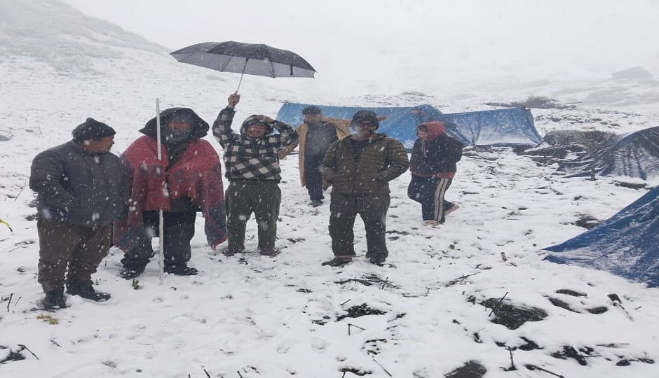Snowfall and low temperatures in June have increased the difficulties of herb hunters