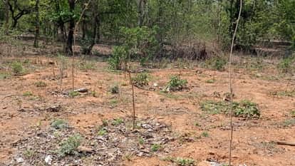 Jhansi: The forest department itself has swallowed the greenery of the Bhagwantpura forest area