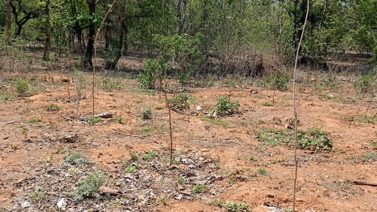 Row During Plantation Drive: Employment Assistant Accused of Misbehaving With BDO