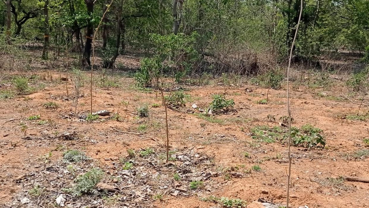 Row During Plantation Drive: Employment Assistant Accused of Misbehaving With BDO