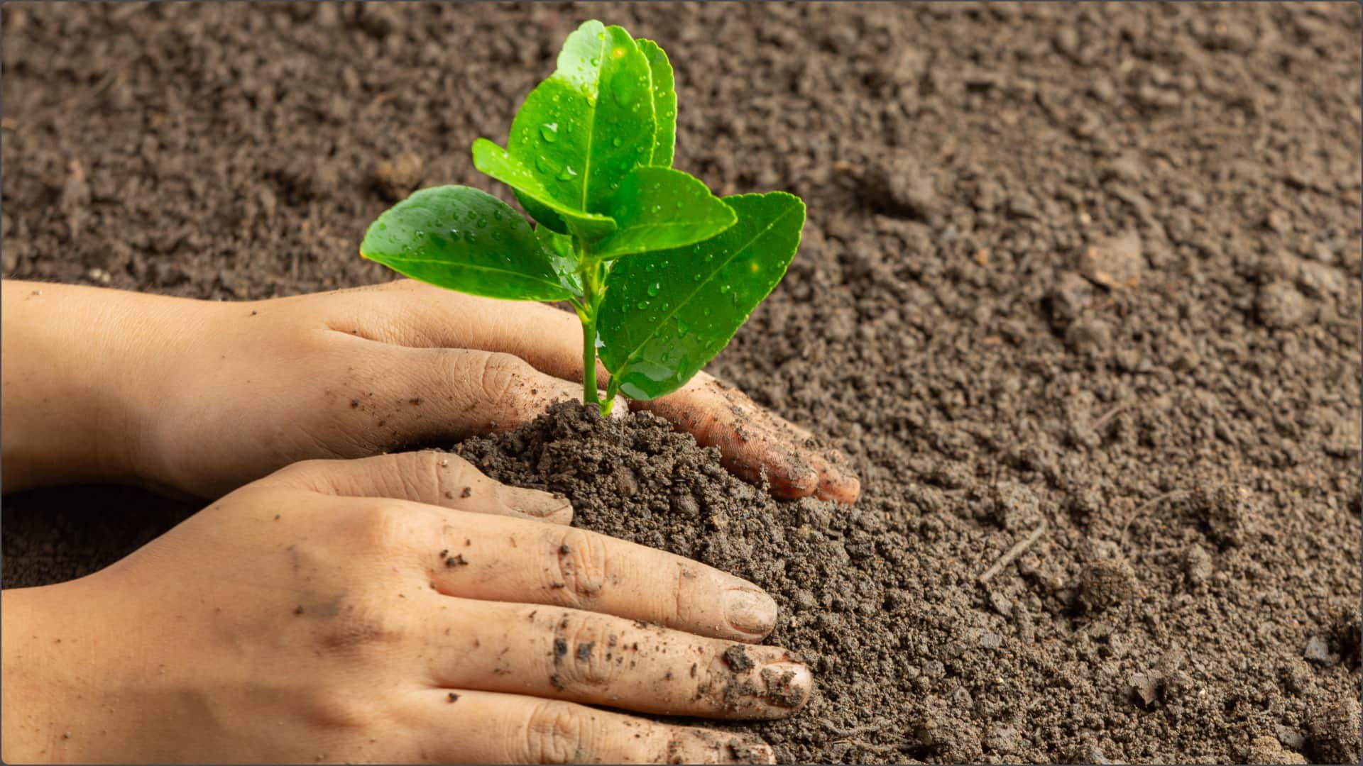 How to Apply for Tree Cutting Permission in Uttar Pradesh Online Process, Rules, and Important Guidelines