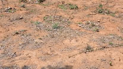 Jhansi: Five thousand saplings were planted, but not even five hundred survived