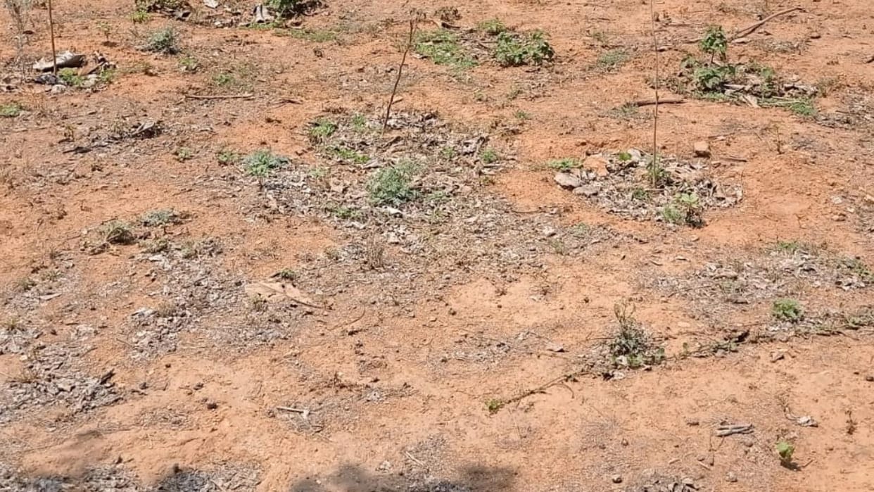 Jhansi: Five thousand saplings were planted, but not even five hundred survived