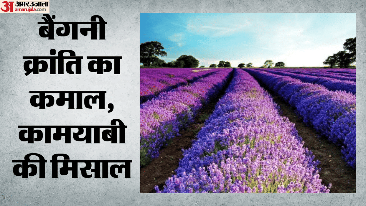 Farmers in Bhaderwah Valley are delighted with the bumper crop of lavender, the festival begins today.