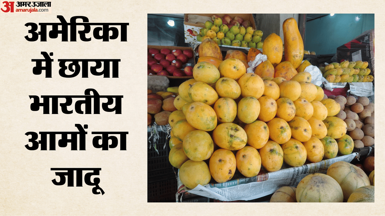 Mango magic takes over US as Indian Consulate in Seattle brings seven premium varieties to Americans