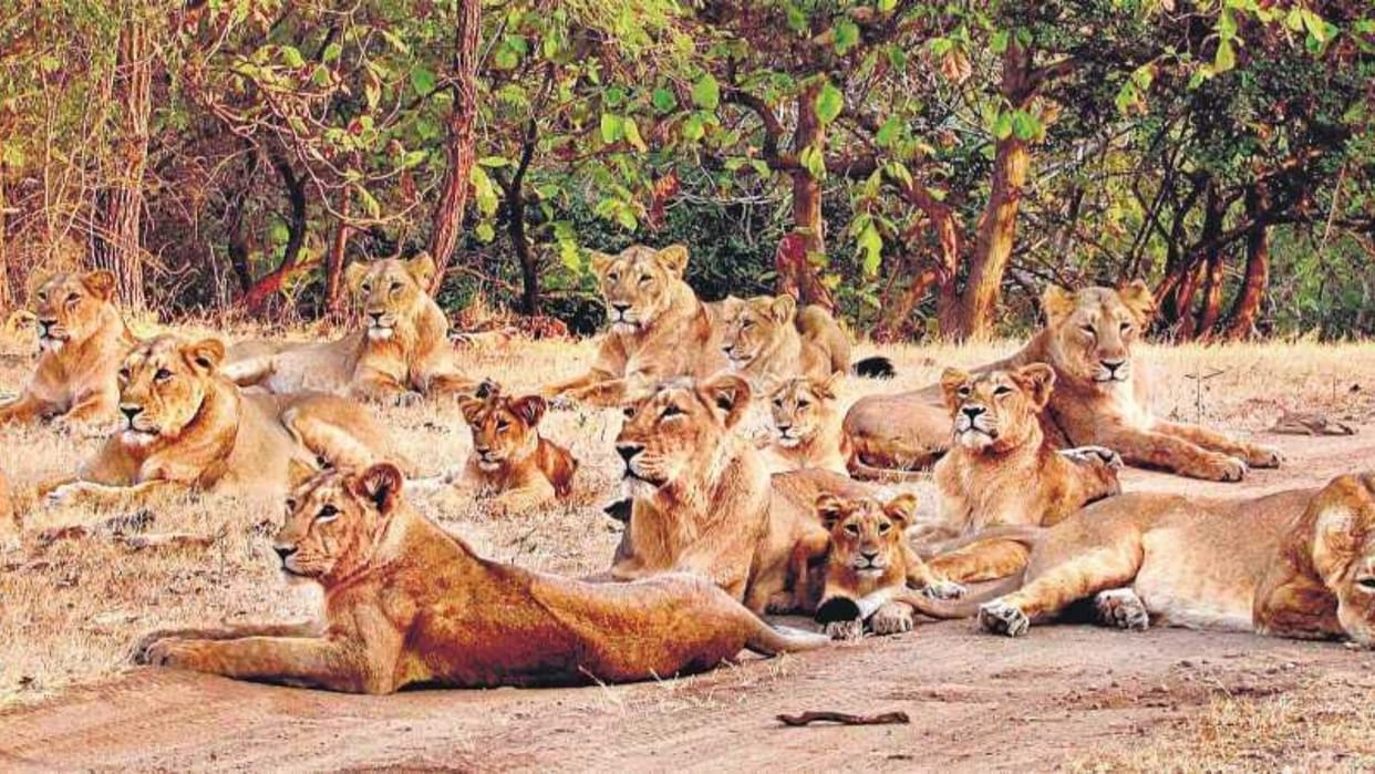 gujarat gir forest asiatic lion cubs death reason heatwave not babesia virus