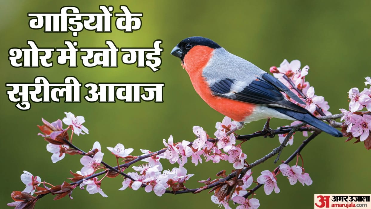 impact of increasing urbanization and intensifying traffic in Haryana clearly visible on birds