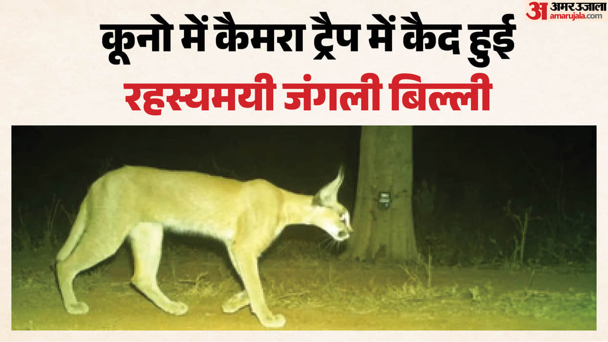Rare Caracal sighted in Kuno National Park, CM Mohan Yadav posted on X
