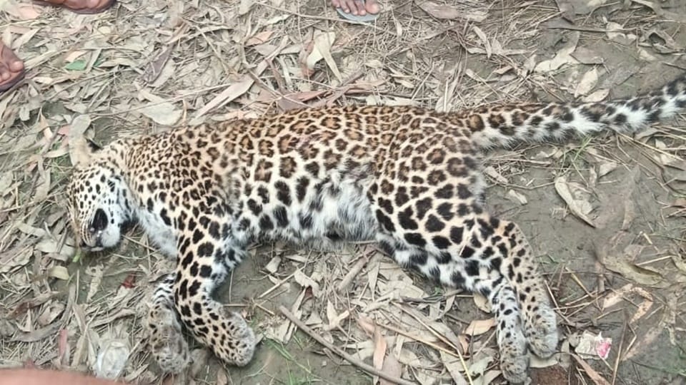 Moradabad: Female leopard carcass found in field; postmortem reveals deadly battle wild