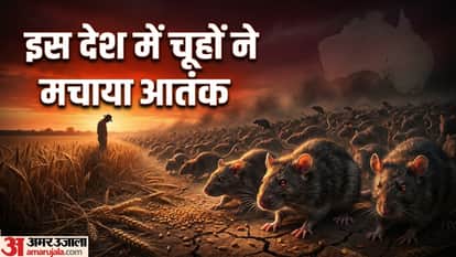 Zara Hatke mouse plague australia farmers farmland destroyed what is mice plague