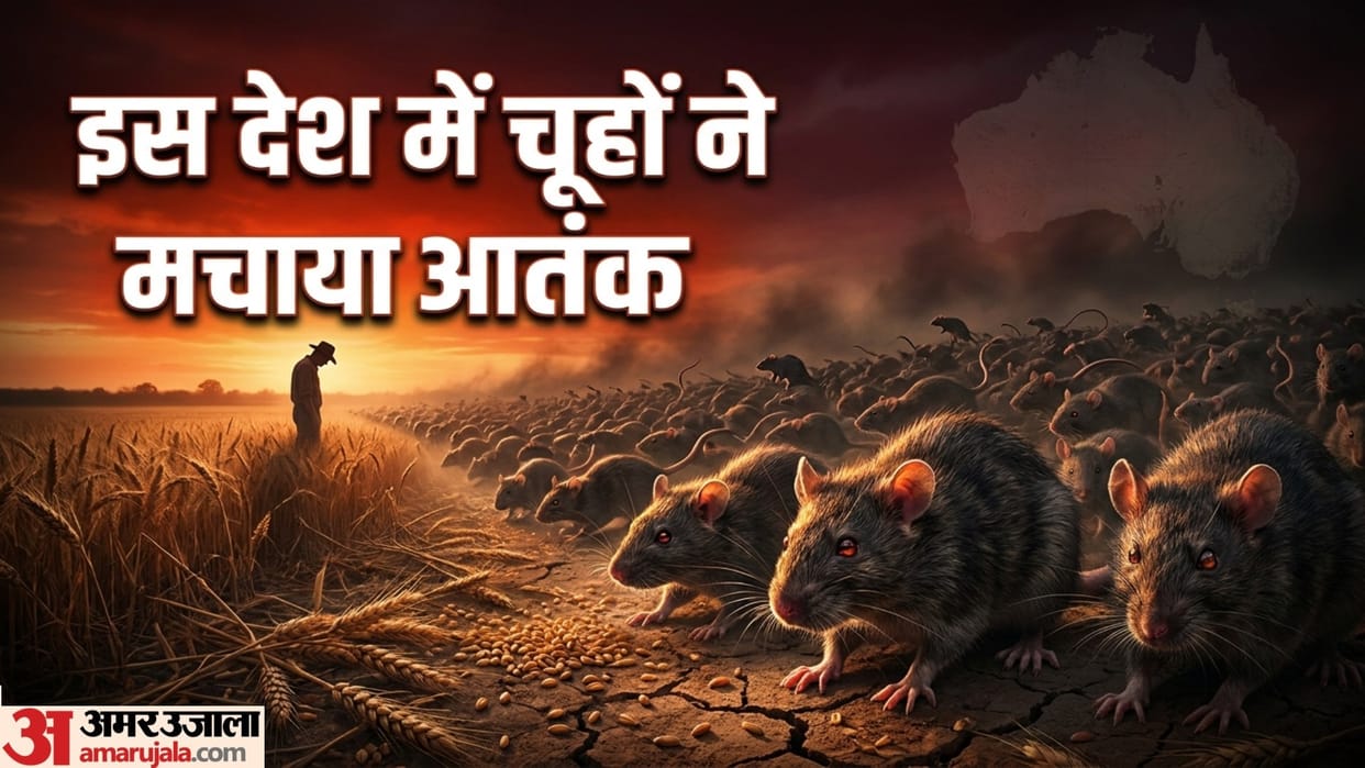 Zara Hatke mouse plague australia farmers farmland destroyed what is mice plague