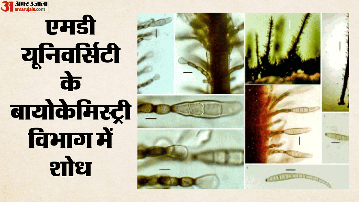 The grip of the deadly fungus that spreads infection rapidly weakened, its lethality decreased.