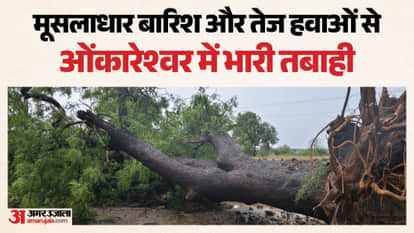 Centuries-old trees fell and the power supply system collapsed in Omkareshwar due to heavy rain