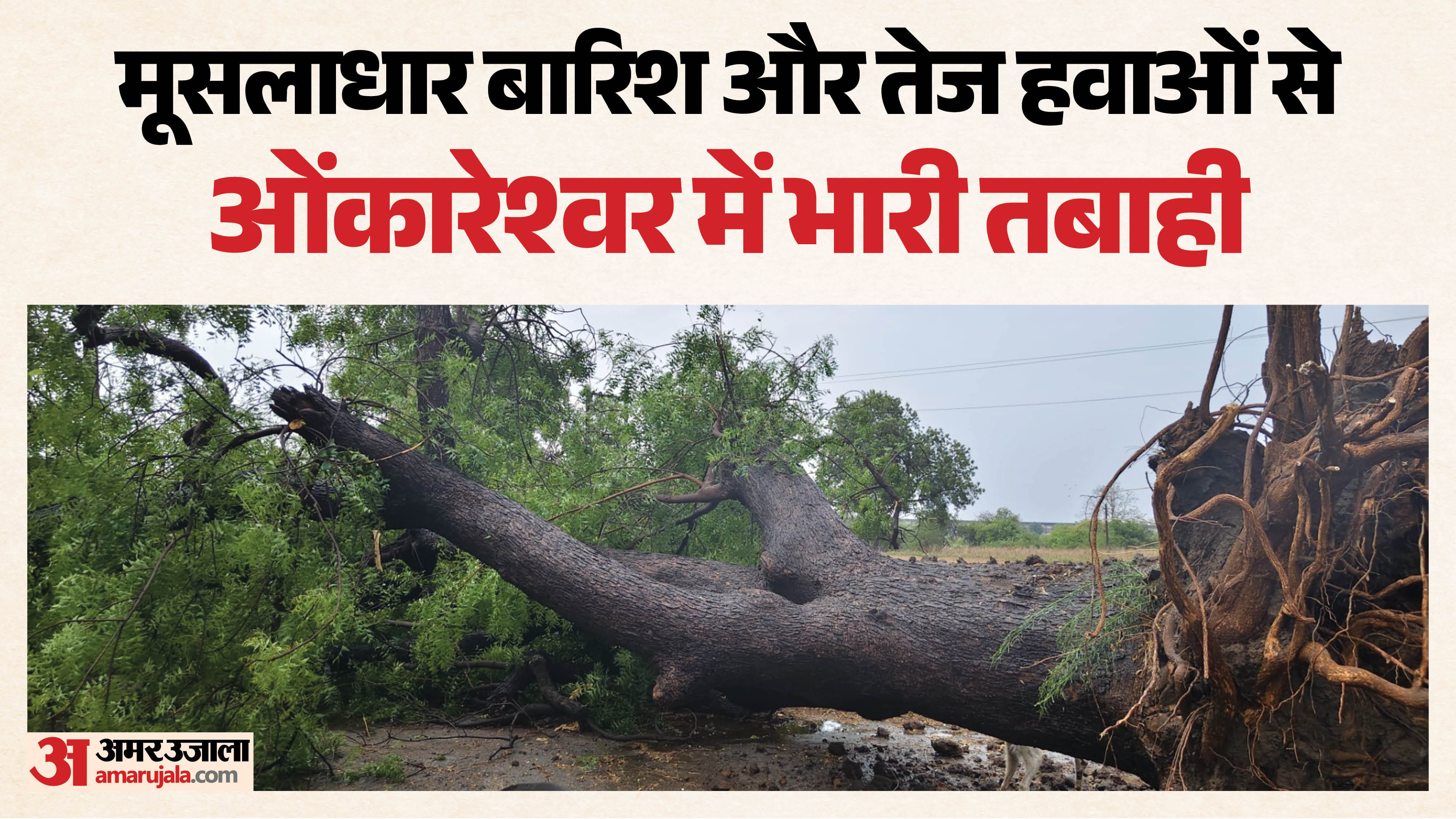 भारी भरकम पेड़ गिरा
