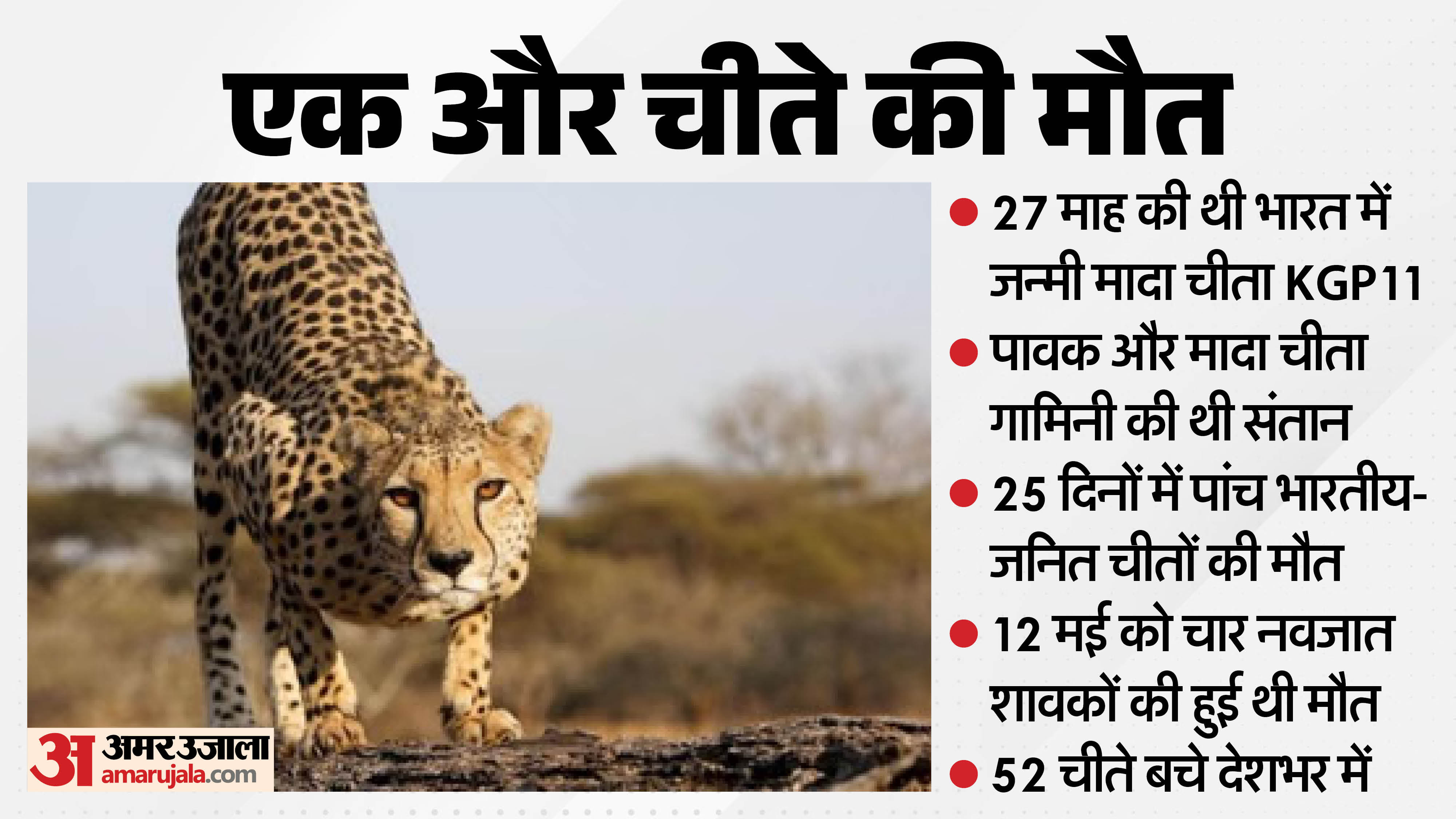 कूनो में एक और चीते की मौत