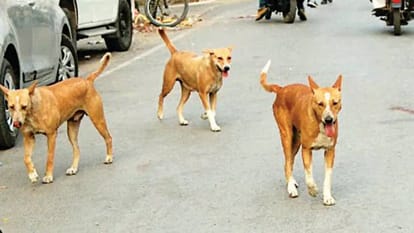 more than 200 people are falling victim to dog bites every day In Lucknow