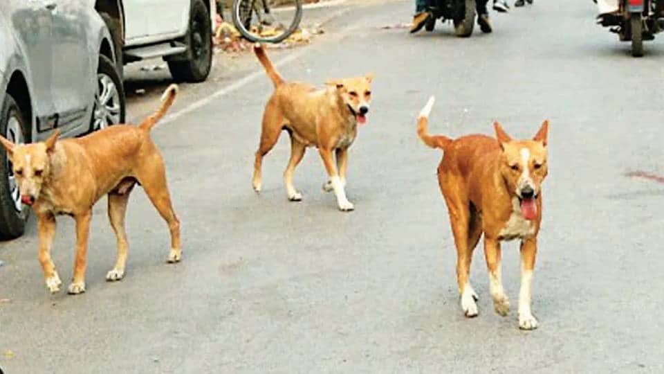 आवारा कुत्ते।