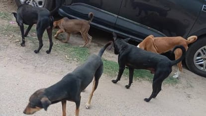 more than 200 people are falling victim to dog bites every day In Lucknow