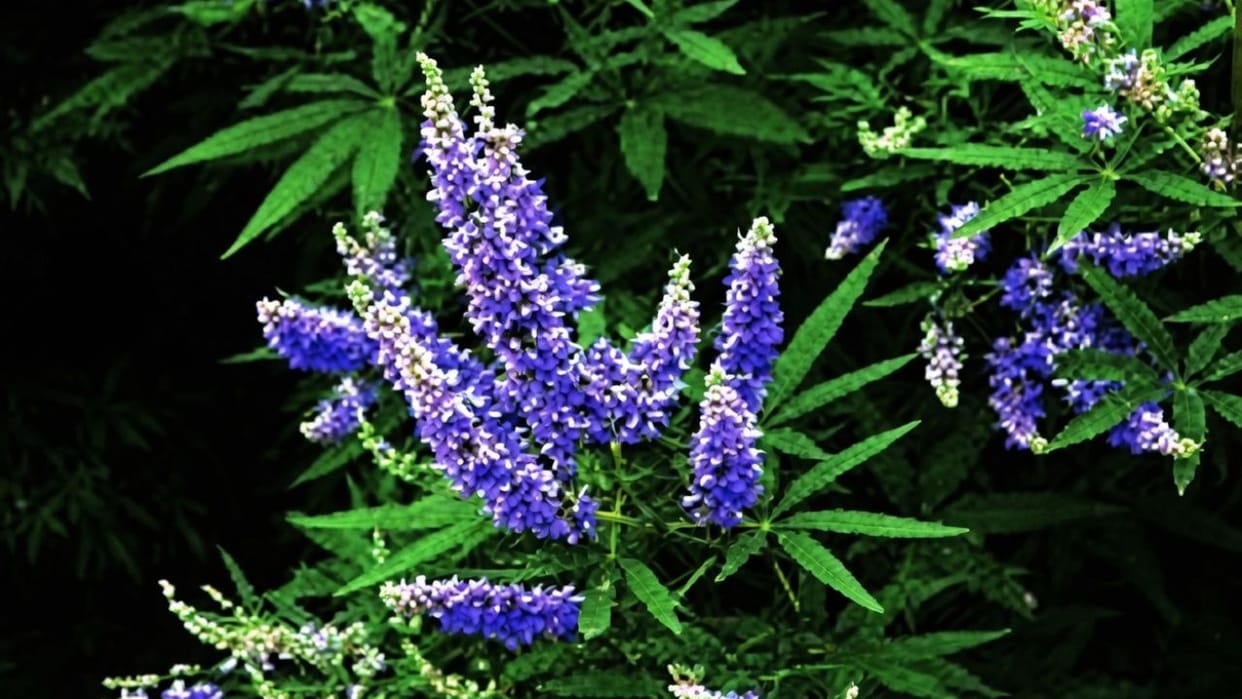 himachal medicinal plants women health 109 herbal species international research