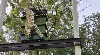 Panther electrocuted to death in Rajsamand, found hanging from transformer