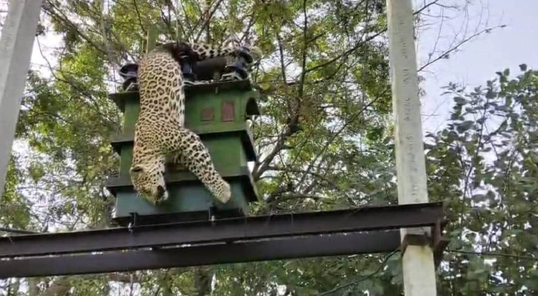 Panther electrocuted to death in Rajsamand, found hanging from transformer