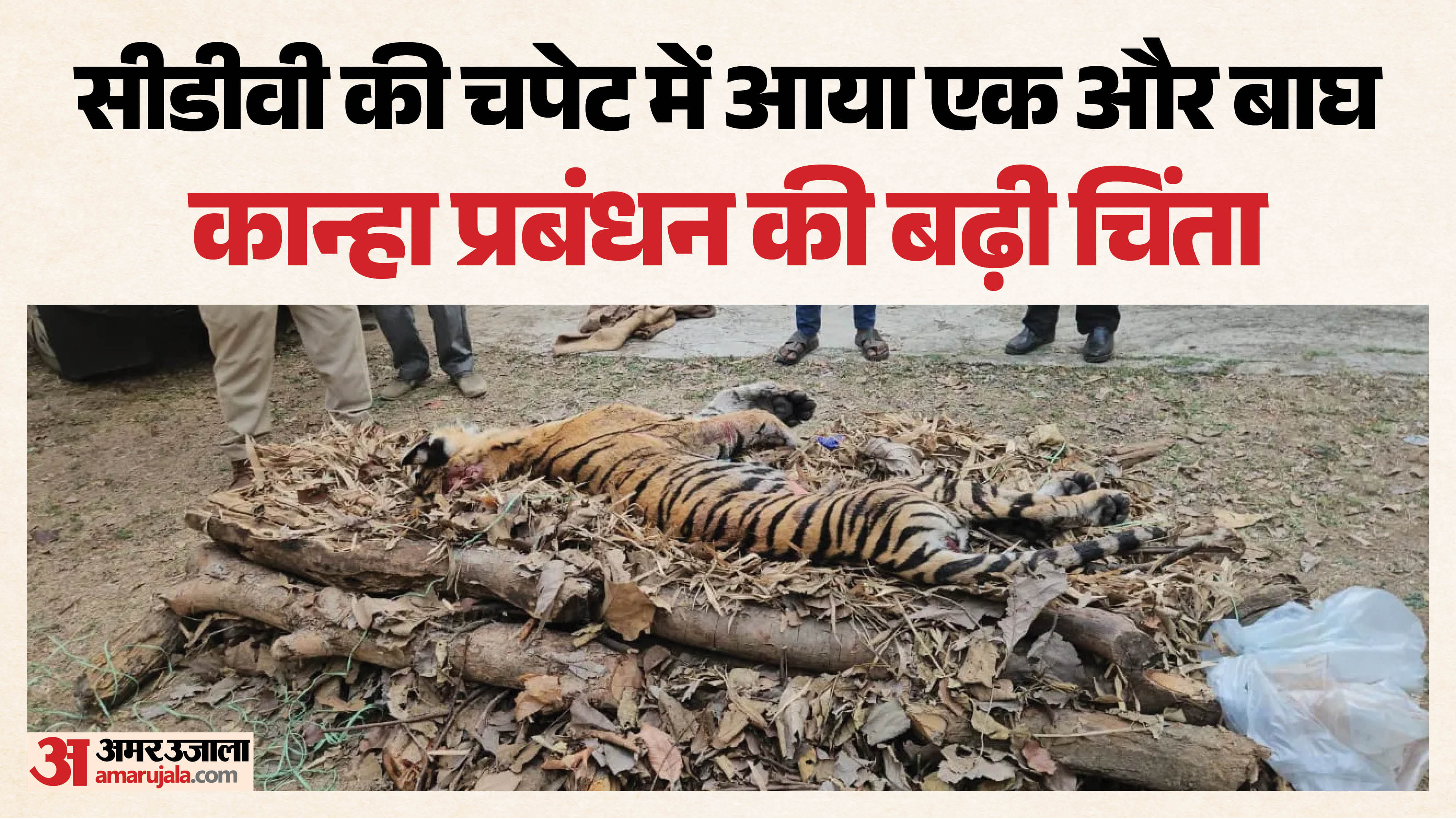 संक्रमित बाघ