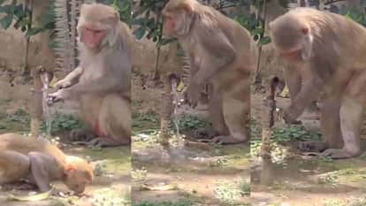 monkey displayed such civic sense DURING Drink water that uk police Share viral video