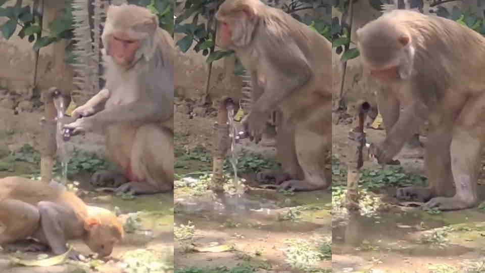 monkey displayed such civic sense DURING Drink water that uk police Share viral video