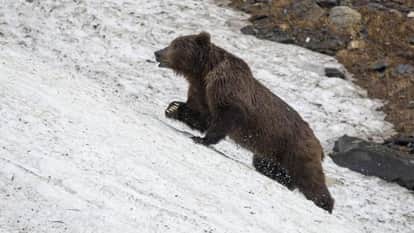 rare brown bear spotted in sural area of pangi valley chamba