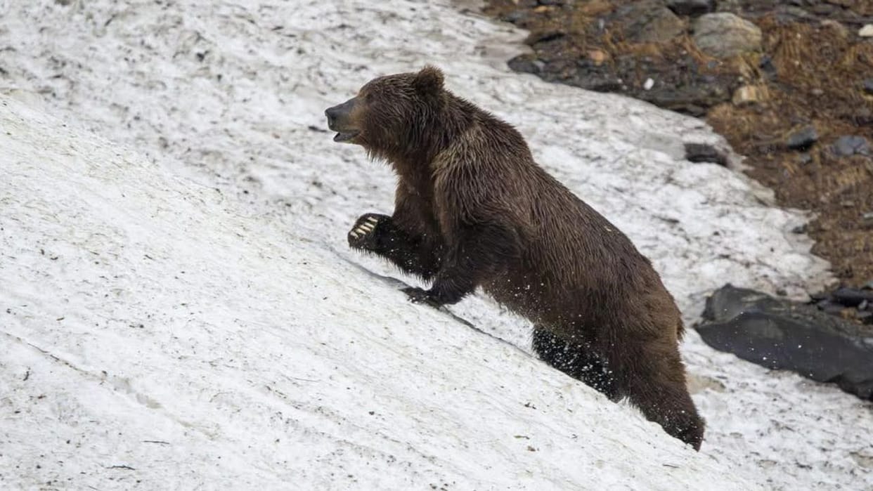 rare brown bear spotted in sural area of pangi valley chamba