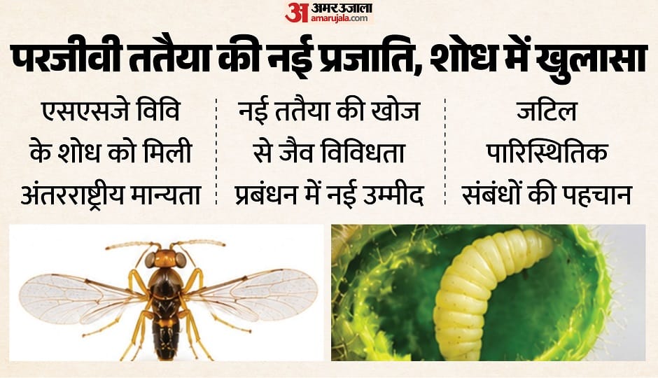 परजीवी ततैया की नई प्रजाति।