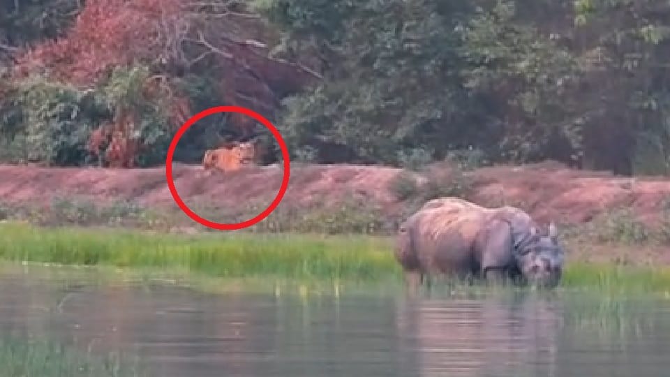 Video of a tiger and rhino in Dudhwa National Park goes viral