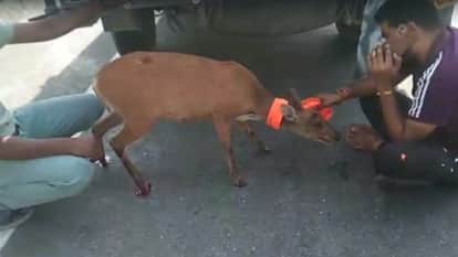 Vikasnagar News deer found injured on Ballupur-Paonta four-lane road passengers caught