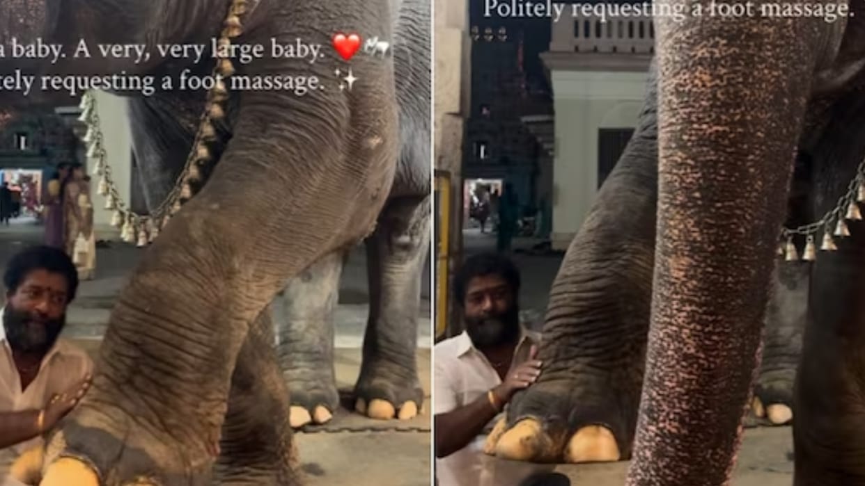 Tamil Nadu temple elephant goes viral for politely asking for a foot massage Video goes viral on internet