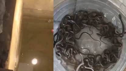 Uttarakhand Haridwar a house water tank reveals 27 snake babies during rescue video goes viral